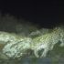 How Augmented Reality Is Helping Raise Awareness About One of Armenia’s Most Endangered Species