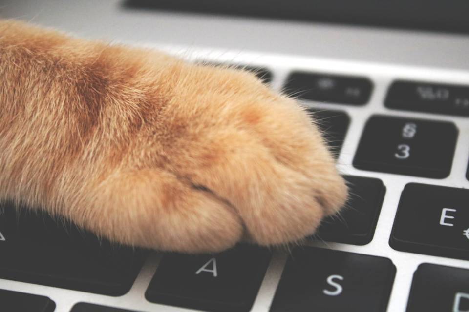 World Widlife Day 2022: Microchips, 3D printers, augmented reality: the high-tech tools helping scientists save our wildlife | Qrius
