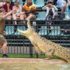 Wildlife conservatory Australia Zoo announces NFT project with Algorand