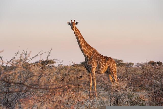 A Giraffe in Our House - More Fun With Augmented Reality