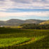 Why this wine NFT club is taking its sustainability cues from Napa Valley | VentureBeat