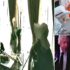 Footage of Damien Hirst smashing up busker's records at Claridge's will be turned into an NFT | Daily Mail Online