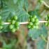 Blockchain-enabled trading platform for coffees in the offing  - The Hindu BusinessLine