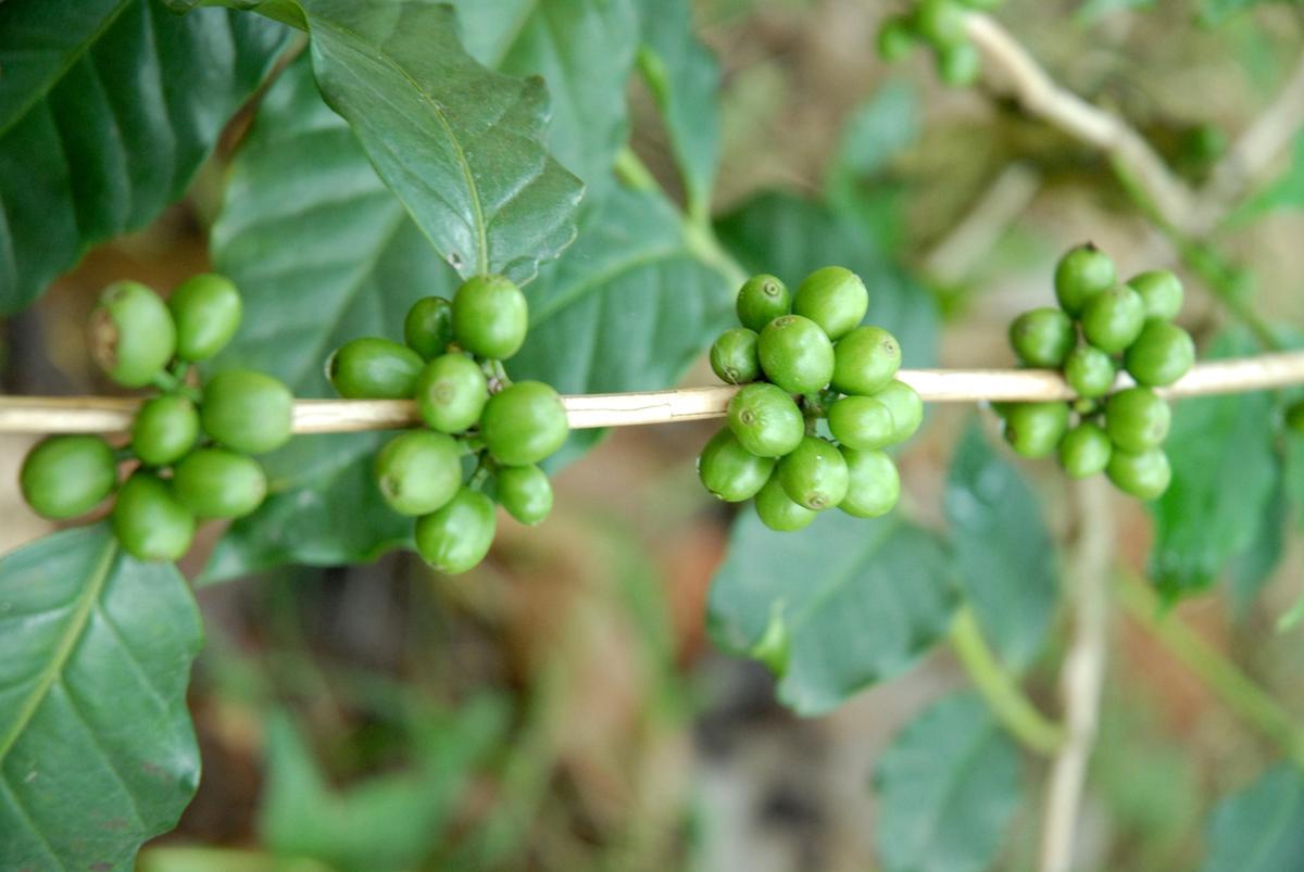 Blockchain-enabled trading platform for coffees in the offing - The Hindu BusinessLine