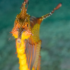 Australian sea dragon conservation enlists help of divers, artificial intelligence - ABC News