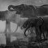 How artificial intelligence is helping us decode animal languages