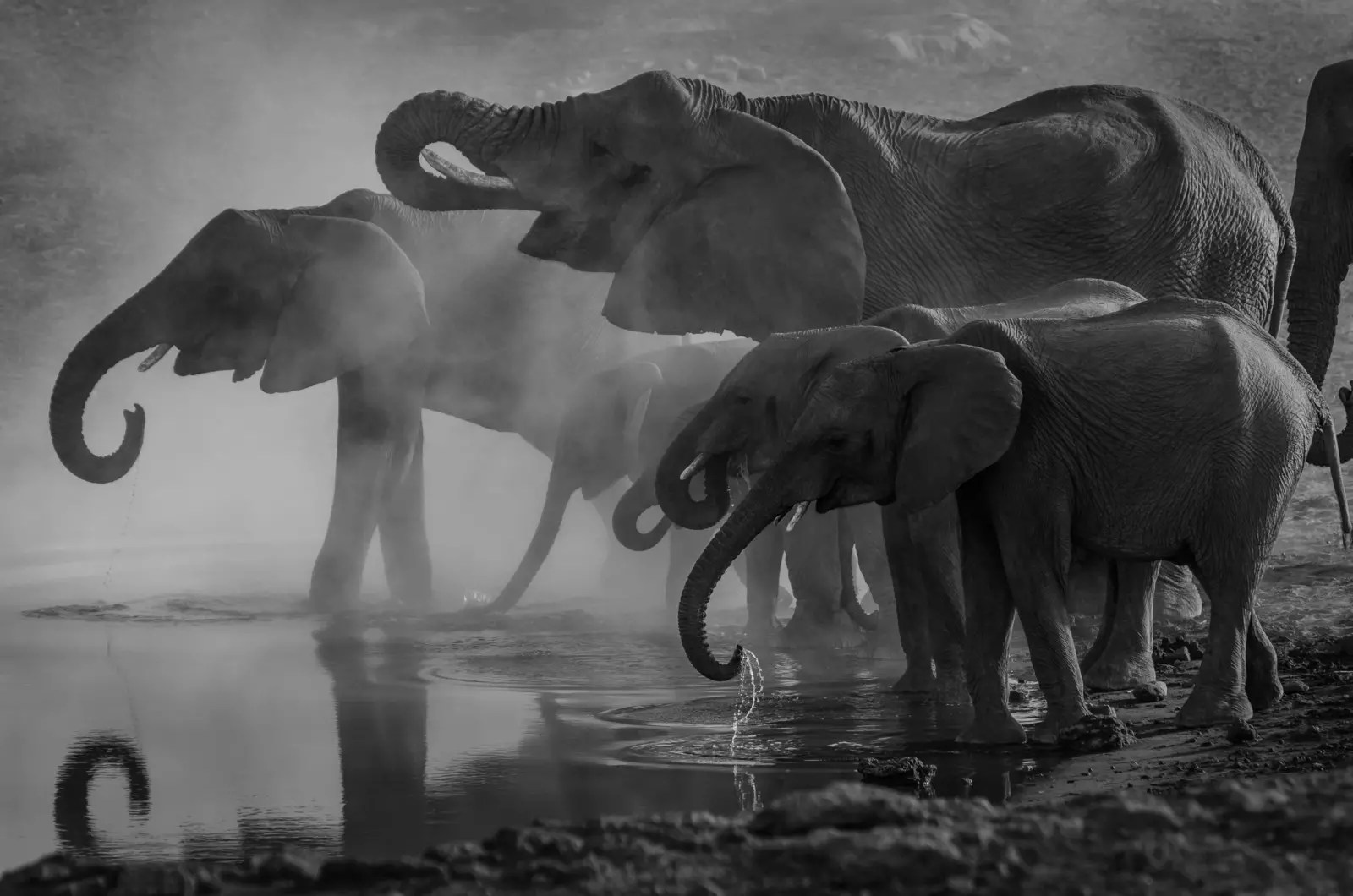 How artificial intelligence is helping us decode animal languages