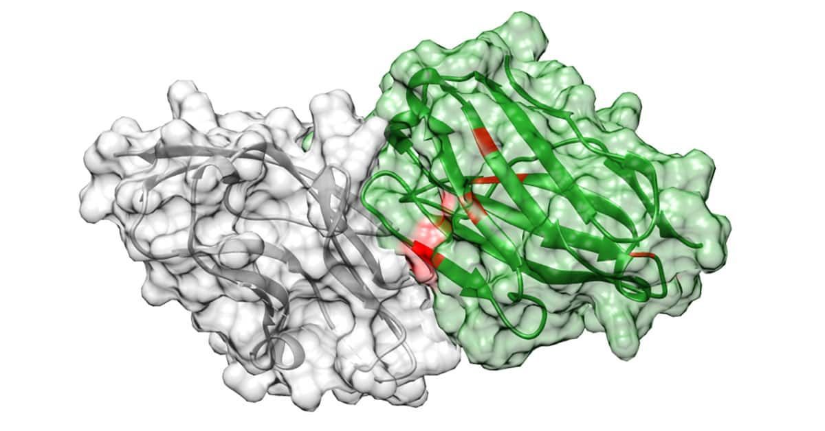 Artificial Intelligence Aids Discovery of Super Tight-Binding Antibodies