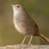 Artificial intelligence finds Eastern Bristlebirds - BirdLife Australia