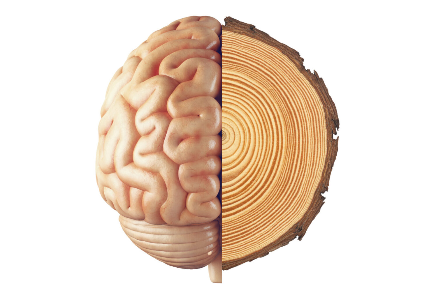 How old is your brain, really? Artificial intelligence knows