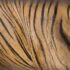 EIA podcast – how artificial intelligence is helping to tackle illegal trade in tigers - EIA