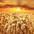 GrainChain raises $29M to expand agricultural blockchain - SiliconANGLE