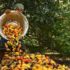 Now, Artificial Intelligence can help identify cashew pests - The Hindu BusinessLine