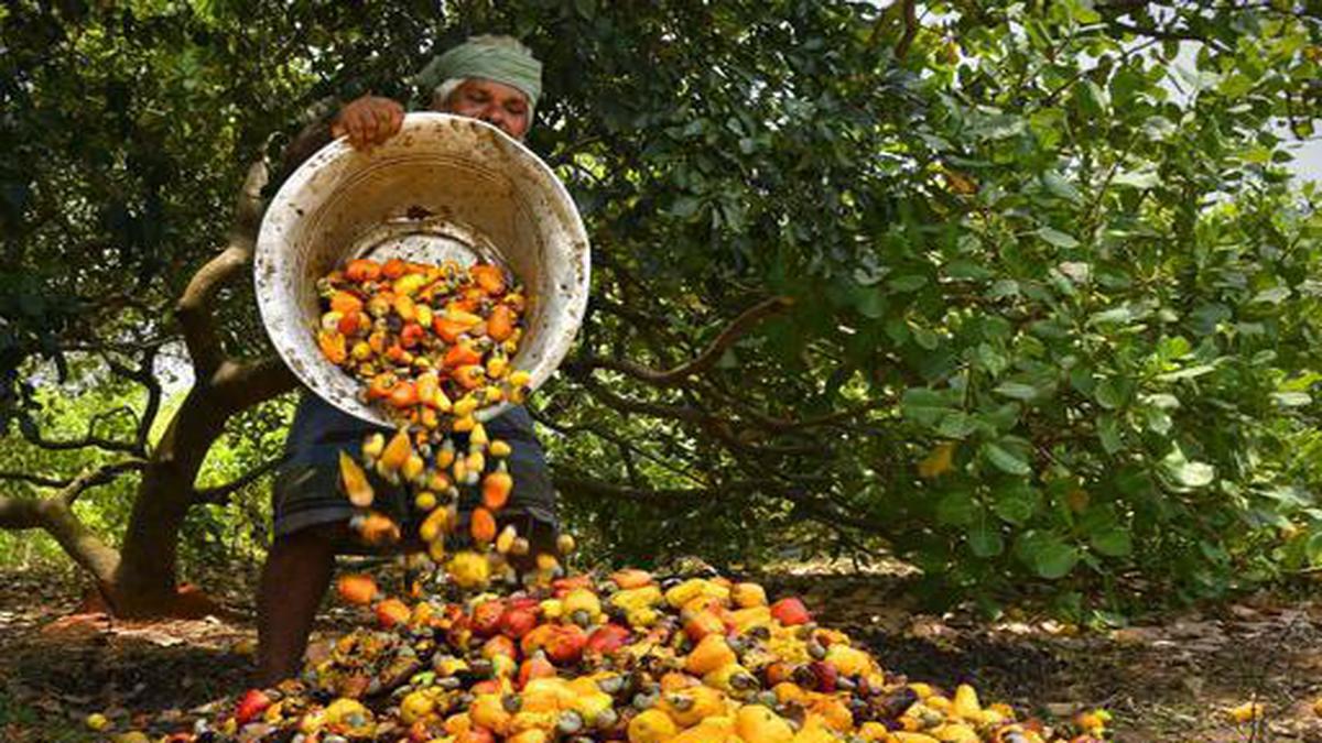 Now, Artificial Intelligence can help identify cashew pests - The Hindu BusinessLine